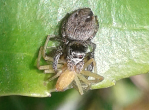 Salticidae : giovane Philaeus chrysops? No, Evarcha cfr. arcuata